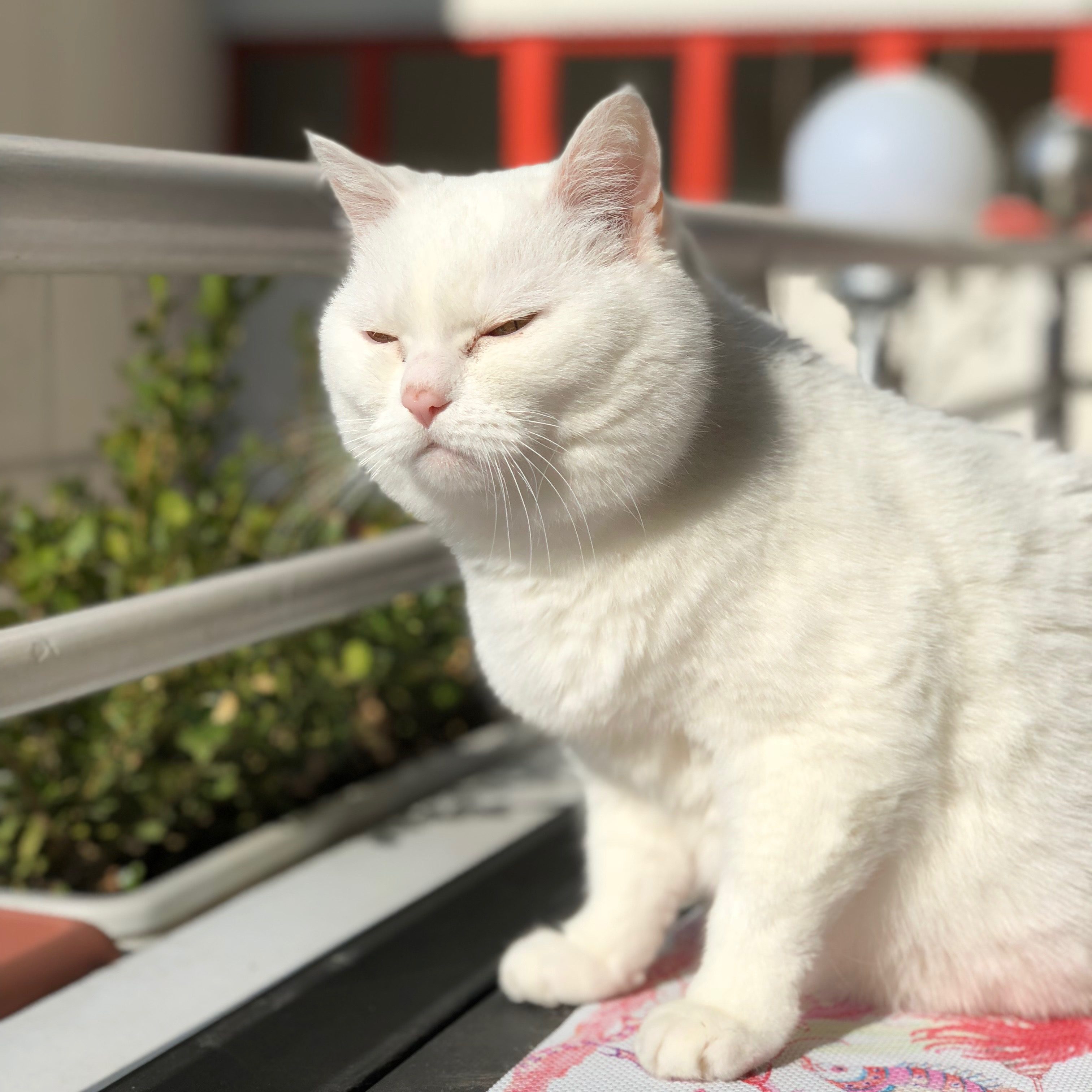 Angry best sale white cat